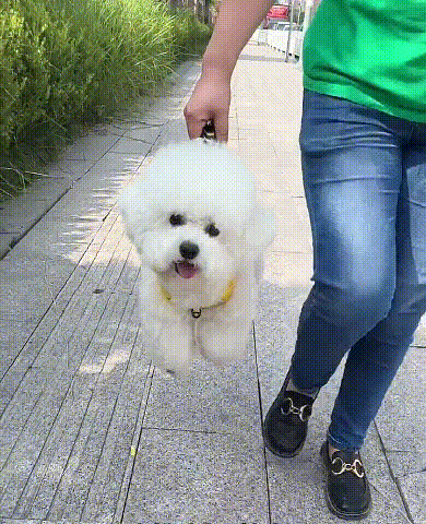 🐶 【5–30 kg】 Oprsnik protiv povlačenja – 🎁 Idealan poklon za svakog ljubitelja pasa