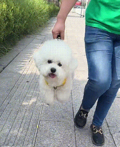 🐶 【5–30 kg】Postroj proti tahání – 🎁 Ideální dárek pro každého milovníka psů